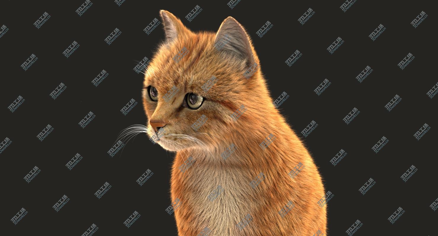 images/goods_img/20210113/3D Cat (2) (Orange Tabby) (ANIMATED) (FUR) model/2.jpg